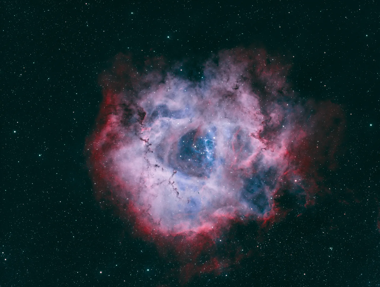 rosette